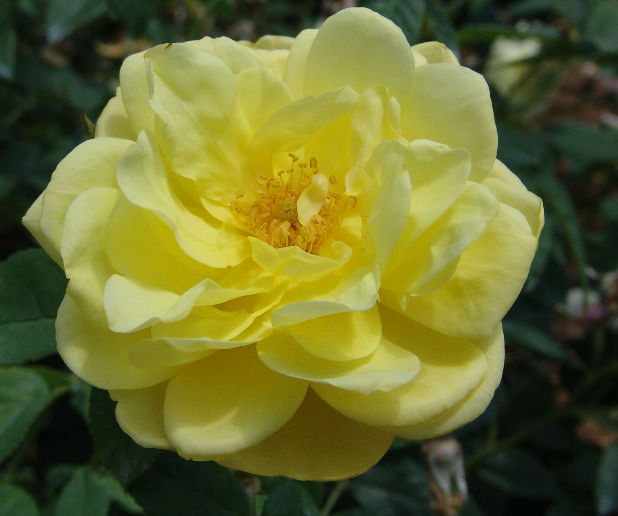 Image of Rosa