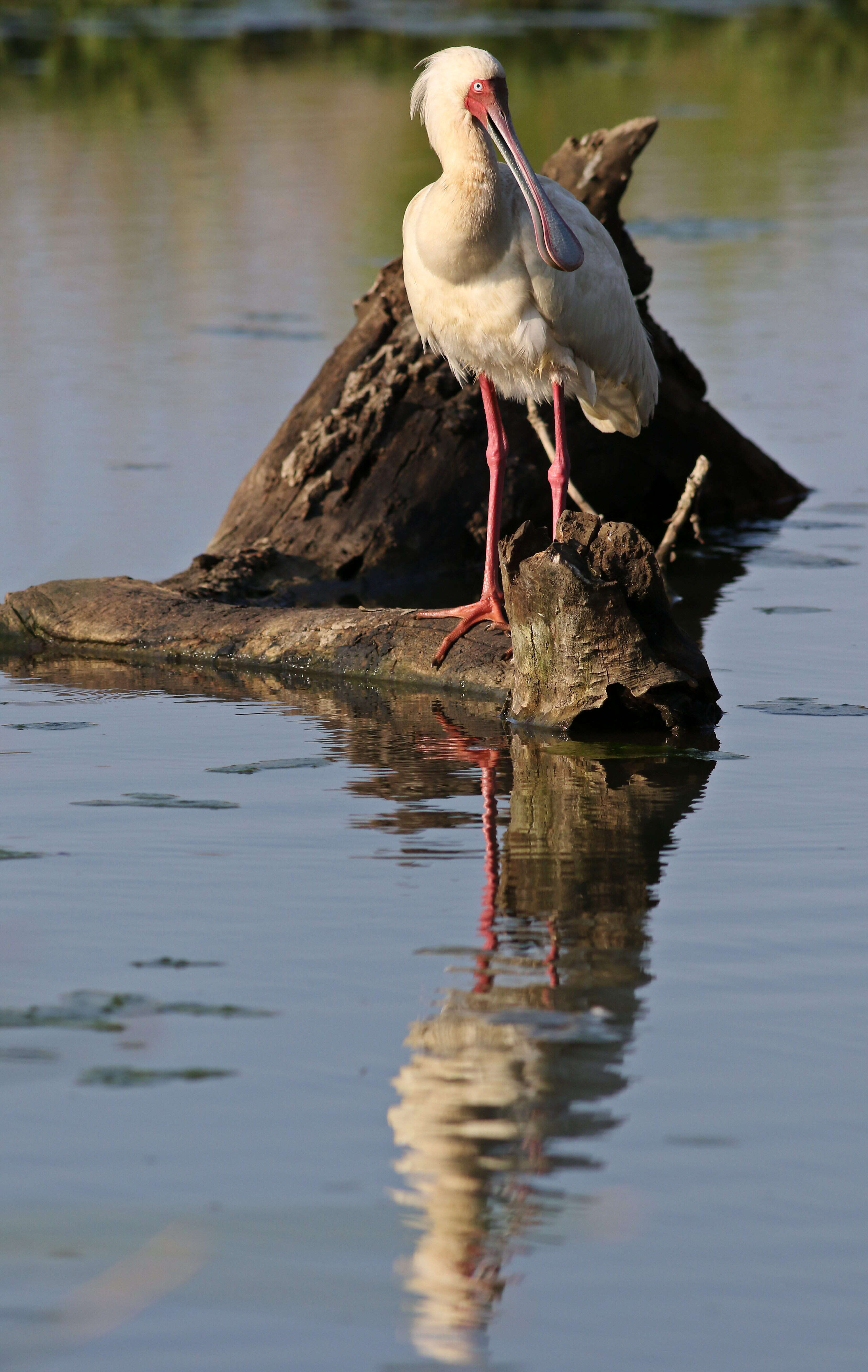 Image of Platalea Linnaeus 1758