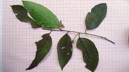 Image of Styrax glabratus Schott