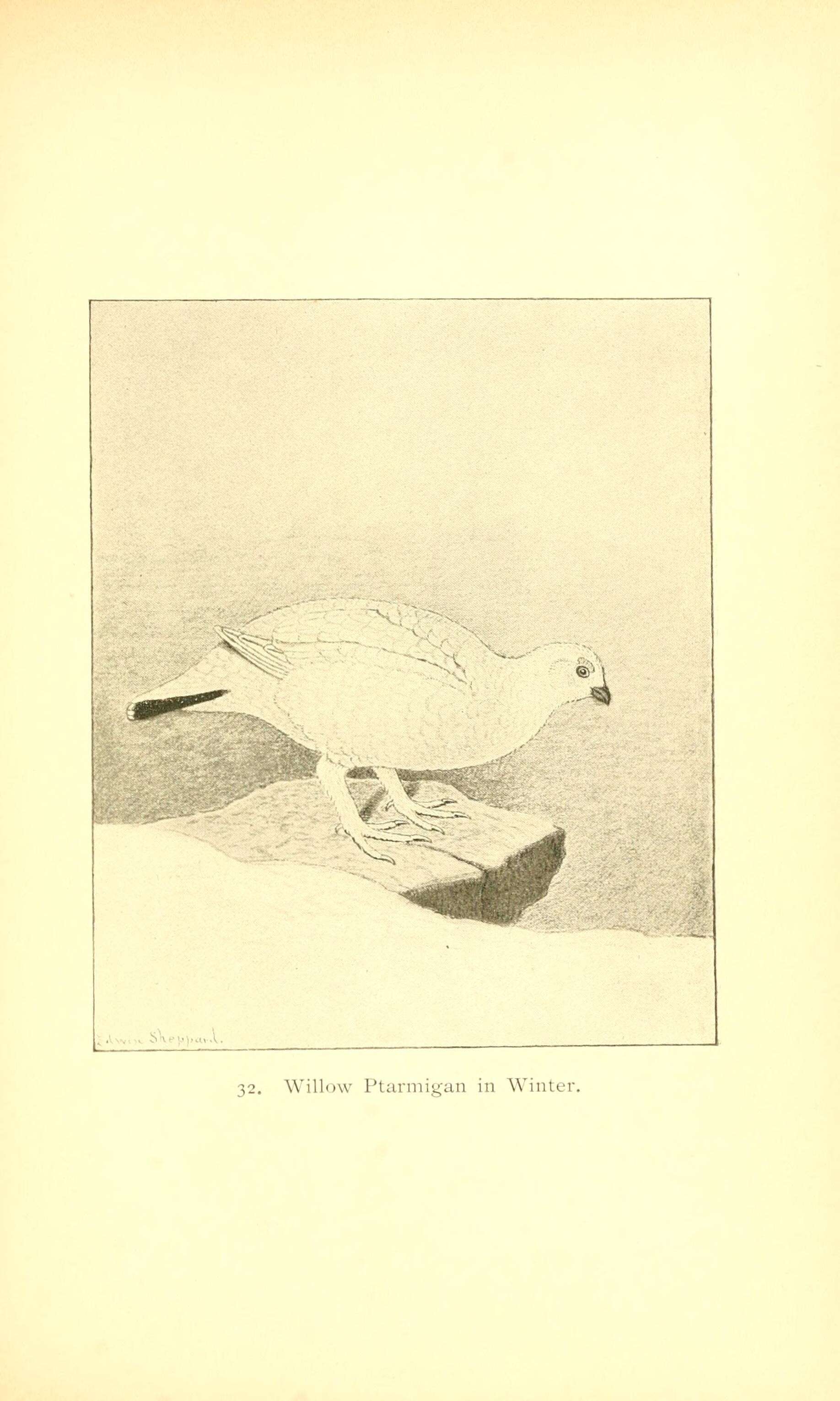 Image of Lagopus lagopus lagopus (Linnaeus 1758)