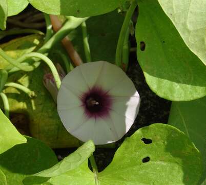 Image of sweet potato