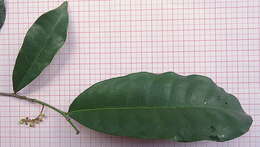 Image of Sorocea hilarii Gaud.