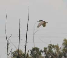 Image of Night Herons