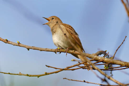 Image of nightingale, common nightingale