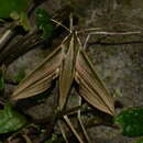 Image of Theretra lineosa