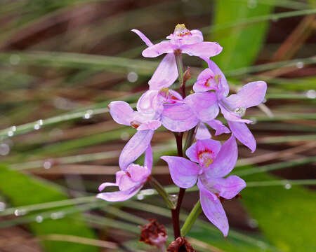 Image of Many-flowered grass-pink orchid