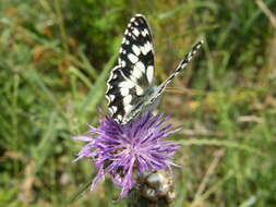 Image of Melanargia