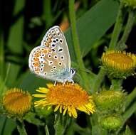 Image of Polyommatus