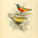 Image of Flame-breasted Sunbird