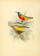 Image of Flame-breasted Sunbird