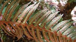 Image of hollyfern