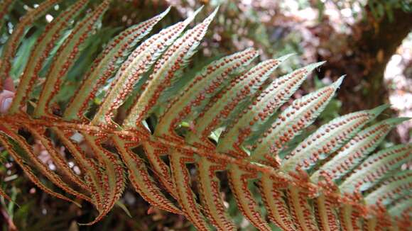 Sivun Polystichum munitum (Kaulf.) C. Presl kuva