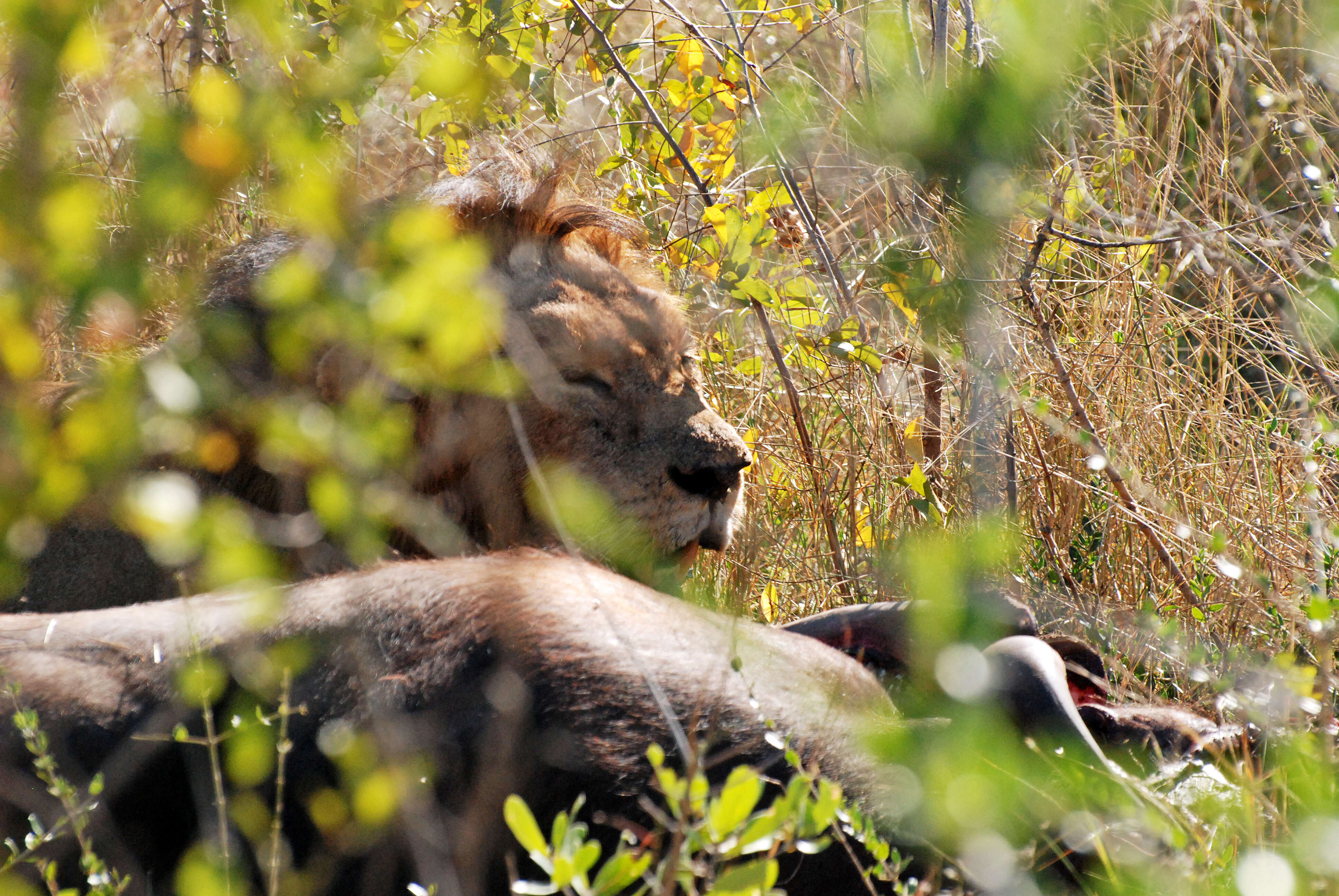 Image of big cats