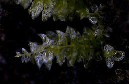 Image of platyhypnidium moss