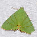 Image de Eulepidotis viridissima Bar 1876