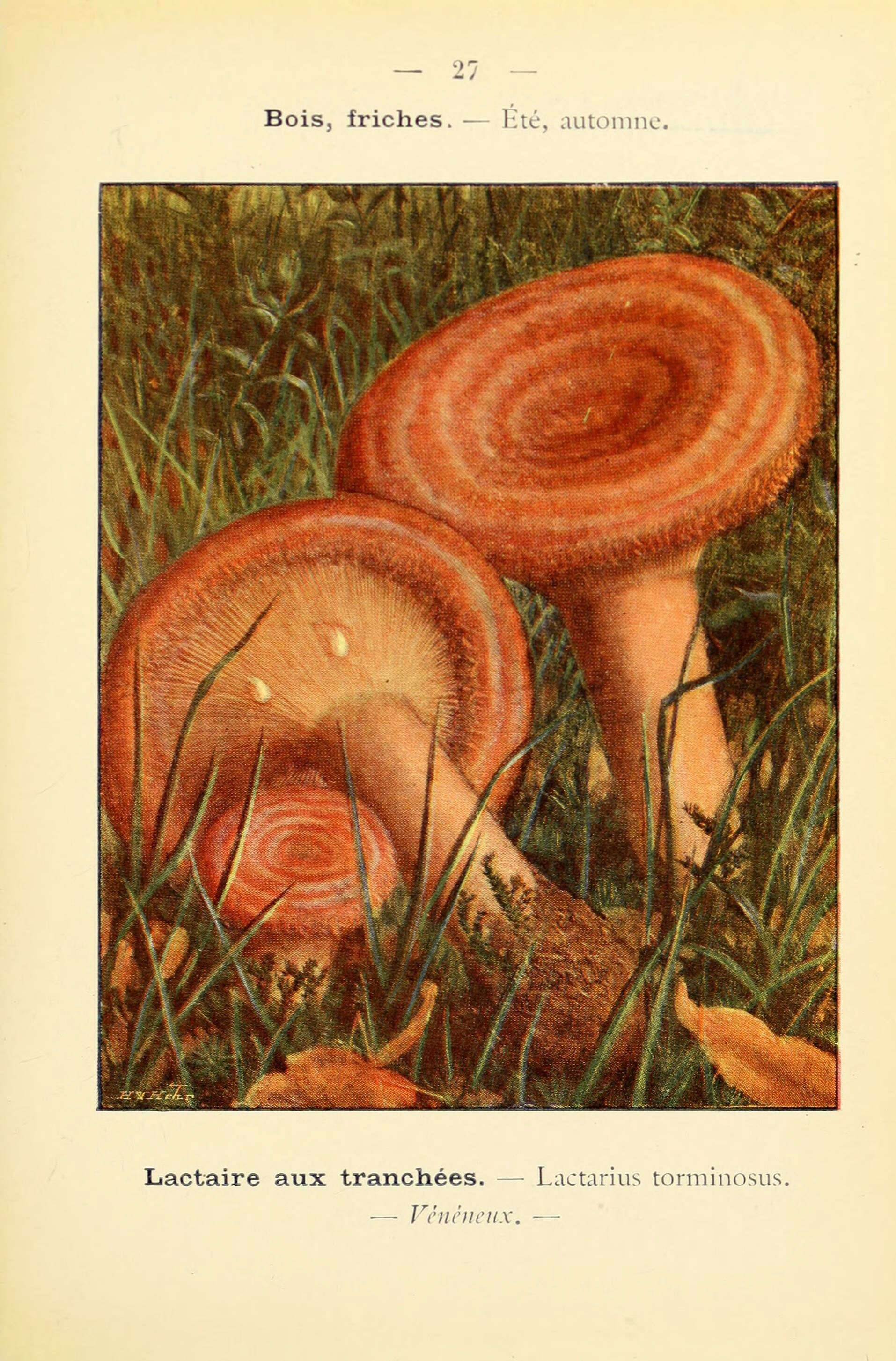 Image of Milk Cap Mushrooms