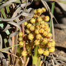 Image of Lomandra hermaphrodita (C. R. P. Andrews) C. A. Gardner