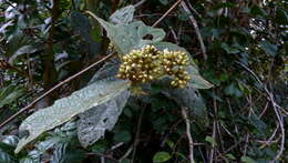 Image of Cordia nodosa Lam.