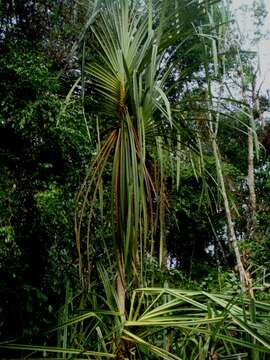 Image of Pandanus helicopus Kurz ex Miq.