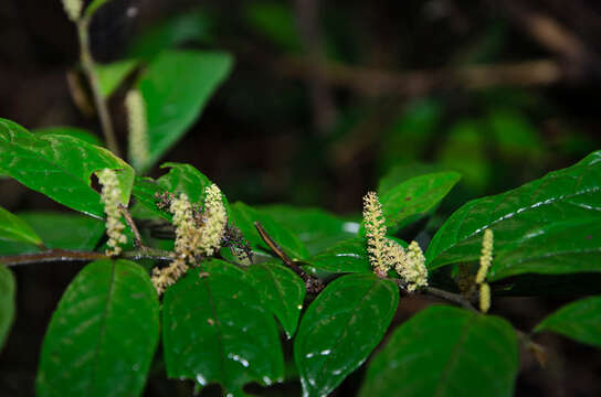 صورة Antidesma forbesii Pax & K. Hoffm.