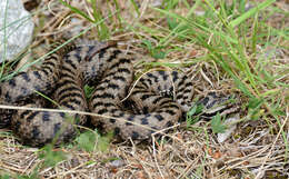 Image of Vipers