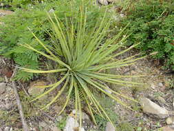 Agave striata Zucc. resmi