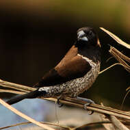 Image of Black-faced Munia