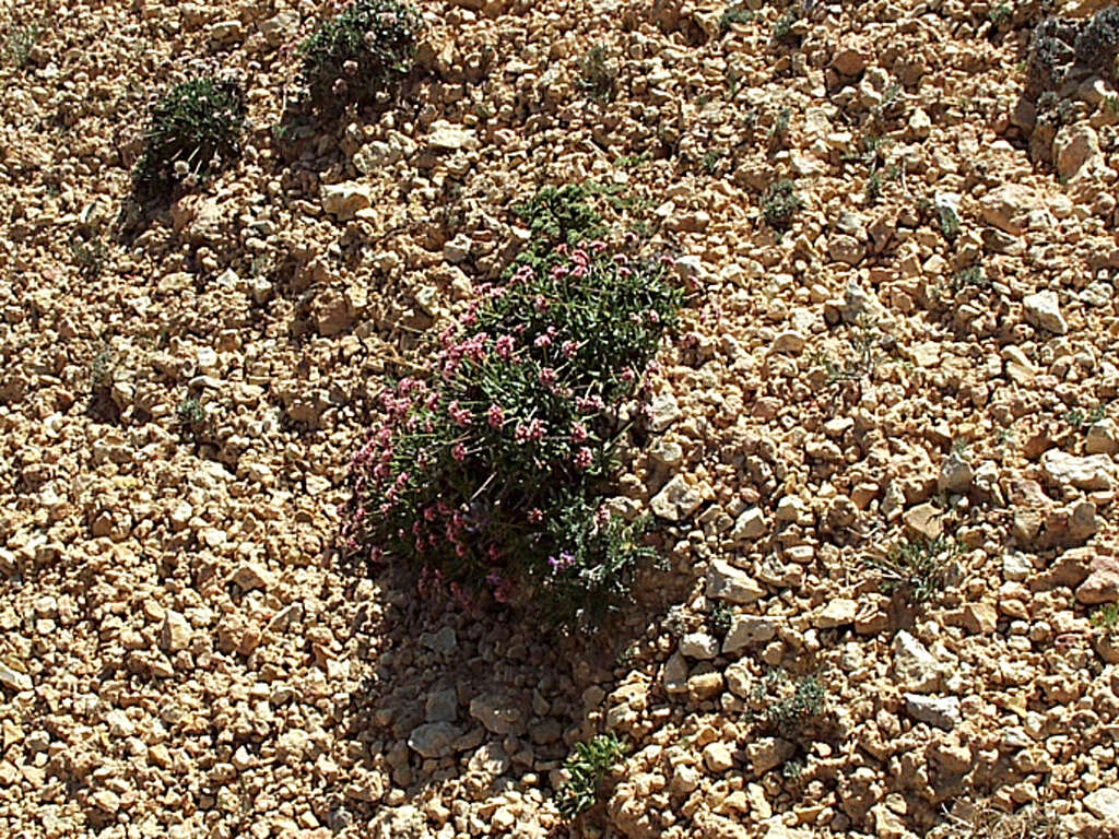 Image of Panguitch buckwheat