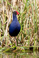 Image of Swamphen