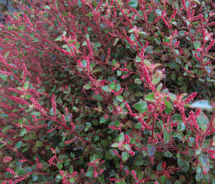 Image of California copperleaf