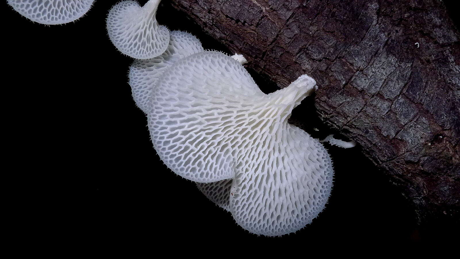 Image de Polyporaceae