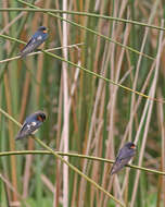 Image of Hirundo Linnaeus 1758