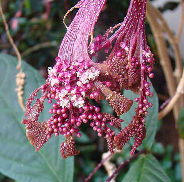 Image of alpine clubrush