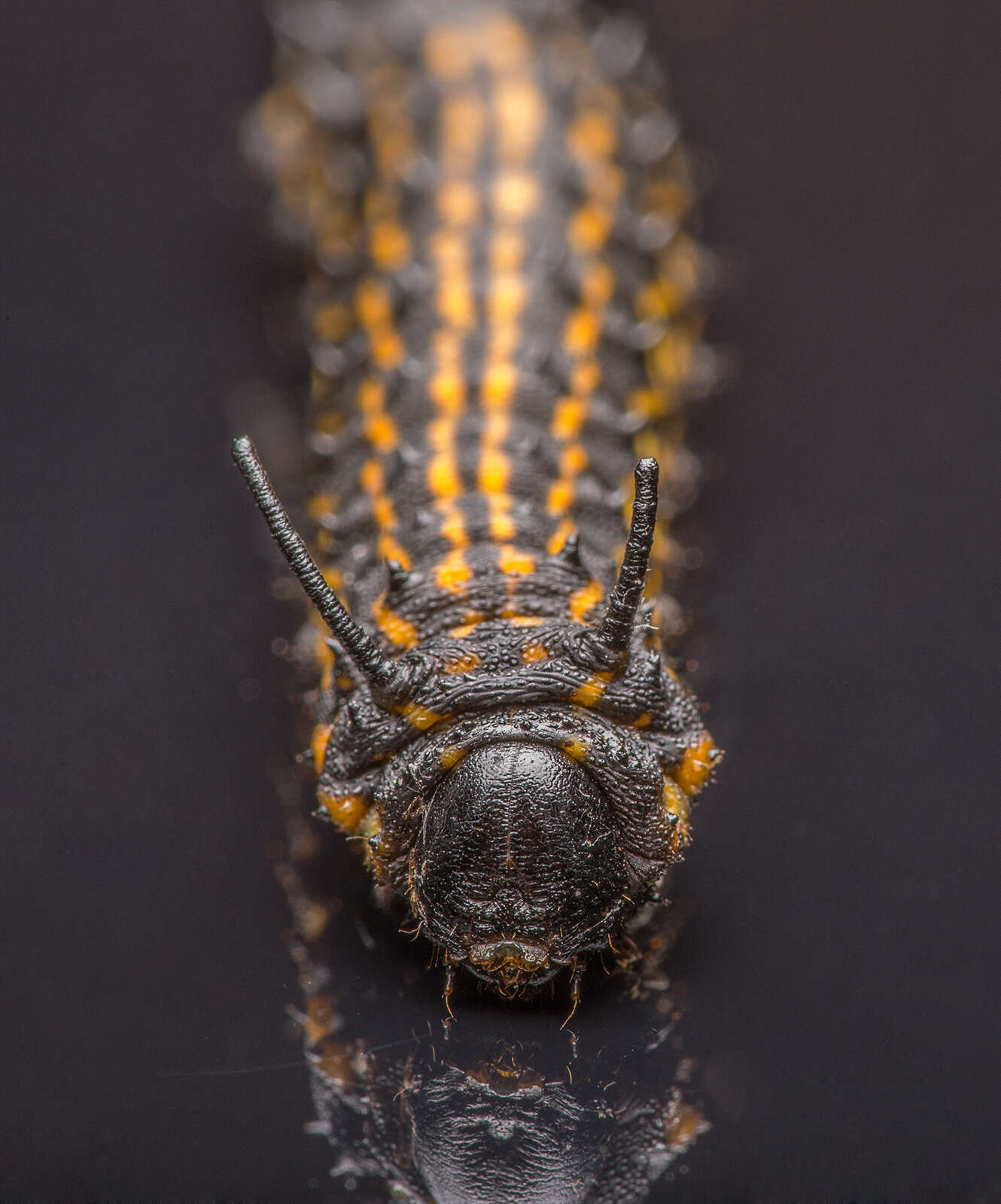 Image of Orange-tipped oakworm moth