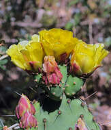 Image of Brownspine Pricklypear