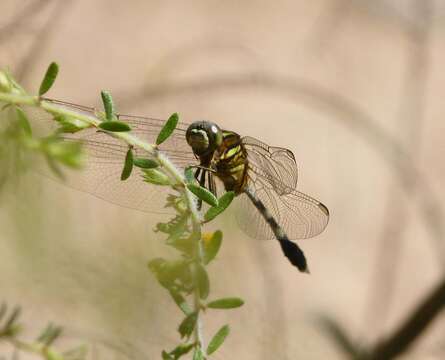 Слика од Orthetrum sabina (Drury 1773)