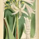 Image of Griffinia ornata T. Moore