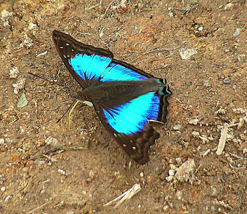 Image of Morpho menelaus Linnaeus 1758