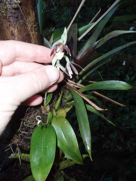 Plancia ëd Prosthechea campylostalix (Rchb. fil.) W. E. Higgins