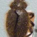 Слика од <i>Entomochilus ciliatus</i> Peña (1980)