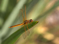 Image of Needham's Skimmer