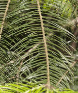 Image of Fir