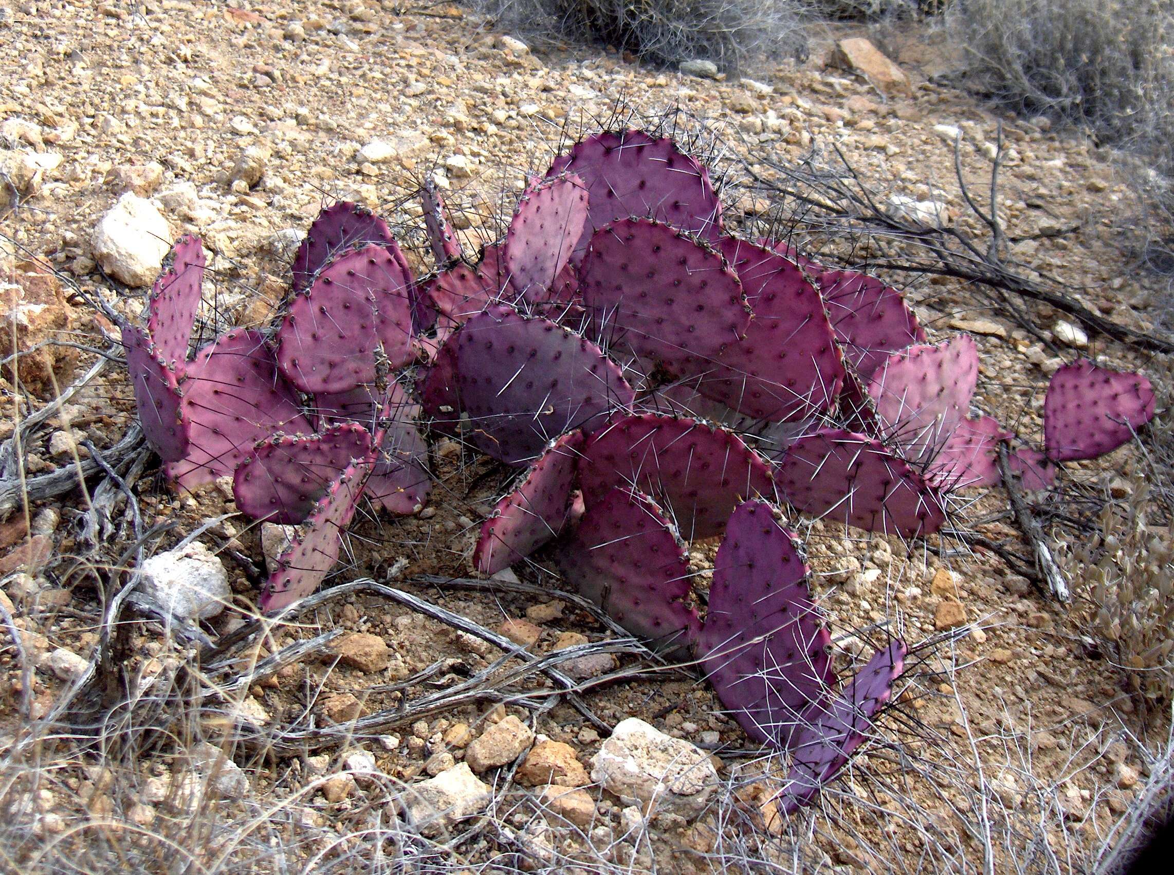 Image of Black-spined pricklypear