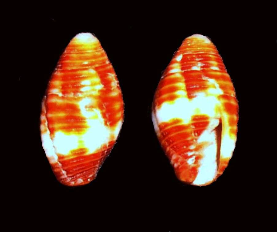 Image of Pseudonebularia Fedosov, Herrmann, Kantor & Bouchet 2018