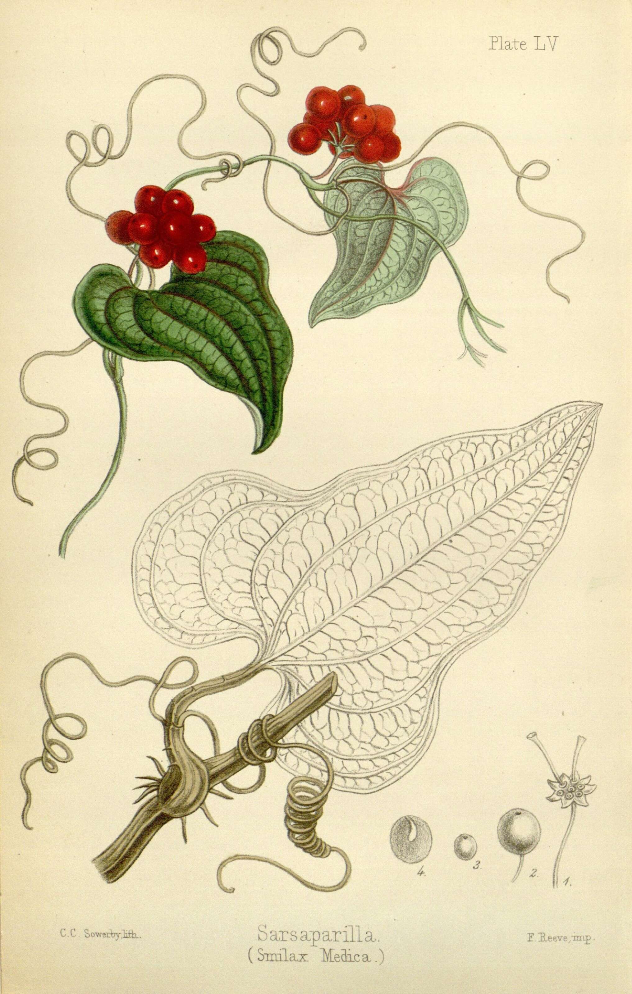Smilax aristolochiifolia Mill. resmi