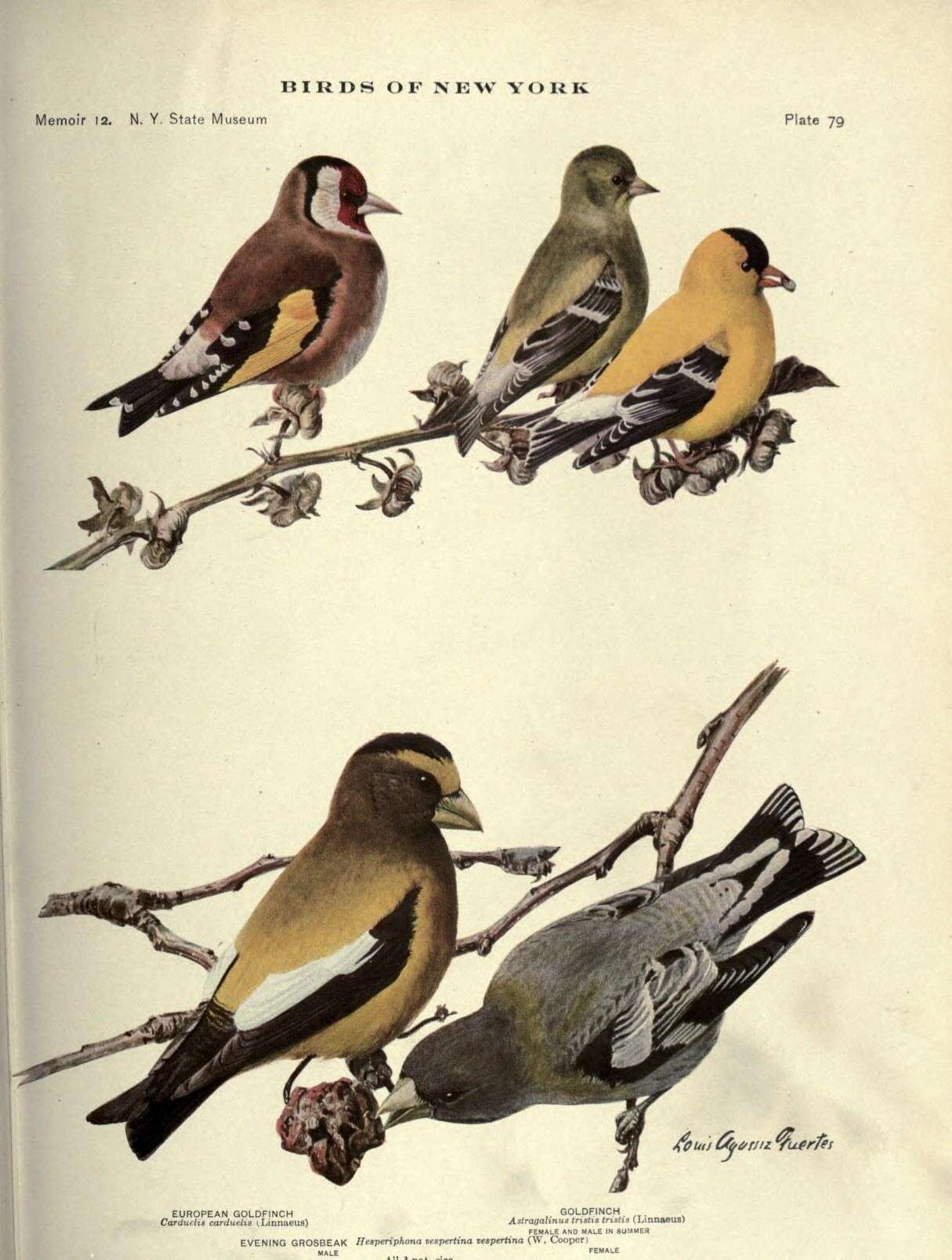 Image of Carduelis Brisson 1760