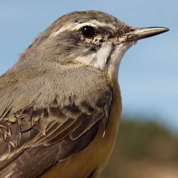 Image of Western Yellow Wagtail