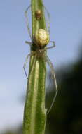 Image of Enoplognatha ovata (Clerck 1757)