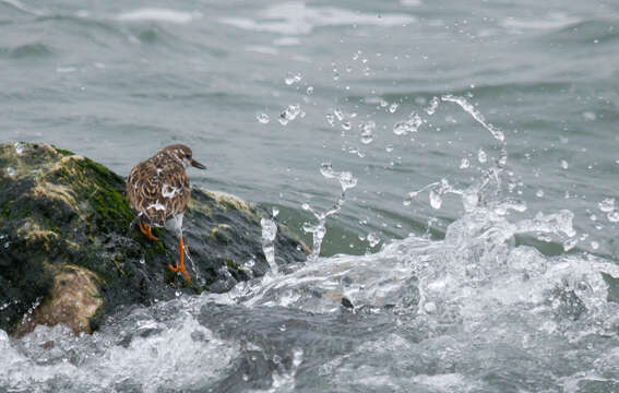 Image of Ruddy Turnstone