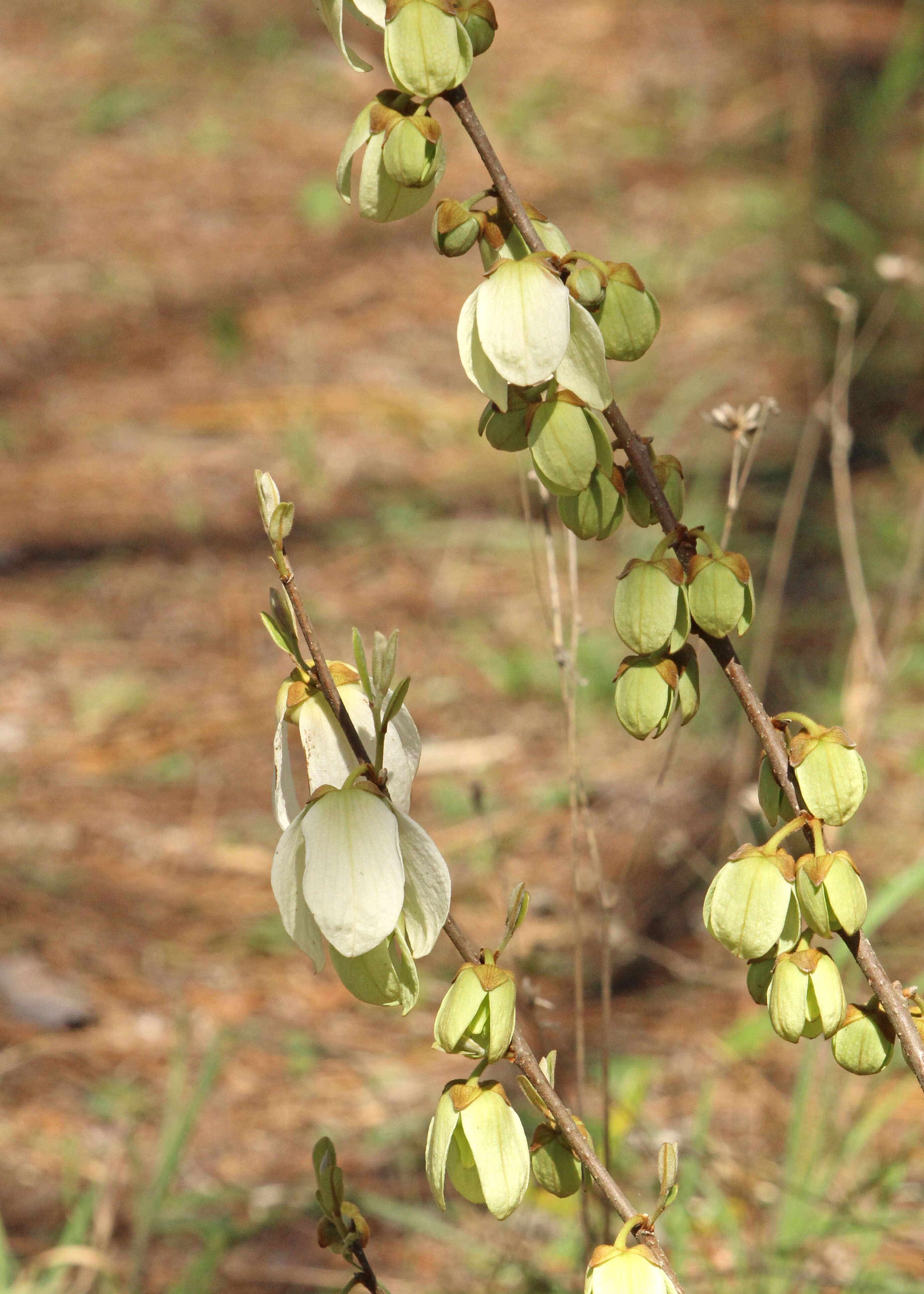 Image of netted pawpaw